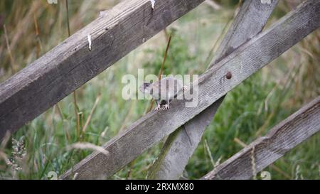 Braune Ratten unten auf der Farm Stockfoto