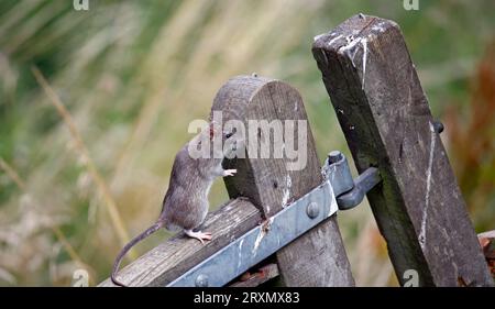 Braune Ratten unten auf der Farm Stockfoto