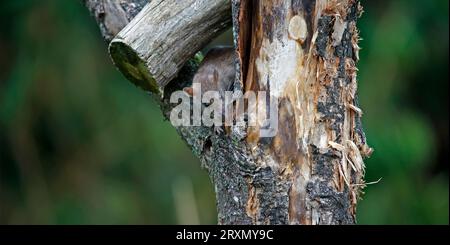 Braune Ratten unten auf der Farm Stockfoto