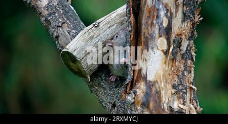 Braune Ratten unten auf der Farm Stockfoto