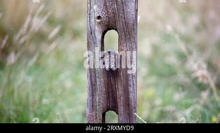 Braune Ratten unten auf der Farm Stockfoto