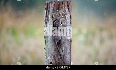 Braune Ratten unten auf der Farm Stockfoto