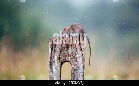 Braune Ratten unten auf der Farm Stockfoto