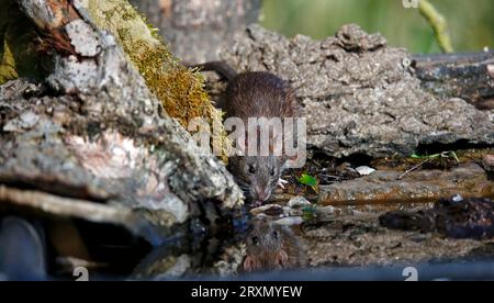 Braune Ratten unten auf der Farm Stockfoto