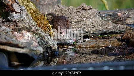 Braune Ratten unten auf der Farm Stockfoto