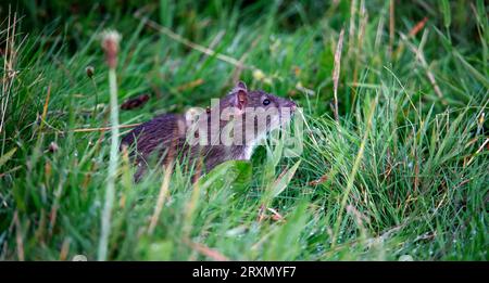 Braune Ratten unten auf der Farm Stockfoto