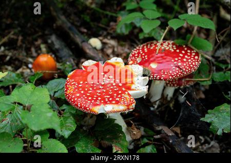 Amanita muscaria in einem Wald der Seealpen (Cuneo, Piemont, Italien) Stockfoto