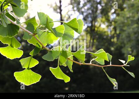 Ginkgo biloba Baum Blätter von der Sonne beleuchtet Stockfoto