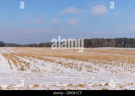 Trockene, scharfe Stoppeln aus der Maisernte, landwirtschaftliches Feld in der Wintersaison bei sonnigem Wetter Stockfoto