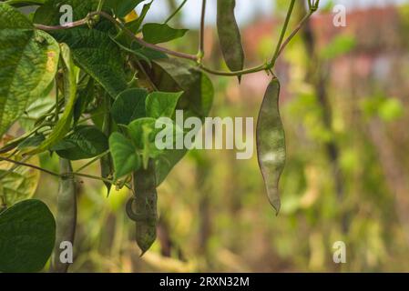 Hausgemachte Bohnen auf dem Dorfhof im Spätsommer. Stockfoto