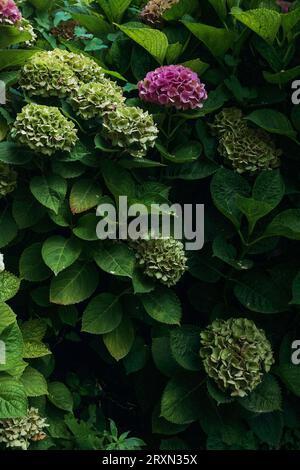 Frankreich, 2023. Ein üppiger hortensienstrauch (Hydrangea macrophylla) mit seinen großen Köpfen von rosa und grünen Blüten (vertikal) Stockfoto