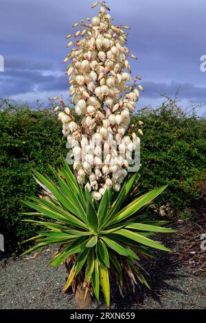 Yucca gloriosa variegata - Spanischer Dolch. Cardiff Bay Barrage . September 2023. Stockfoto