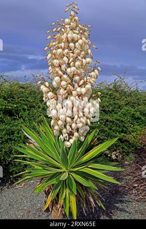 Yucca gloriosa variegata - Spanischer Dolch. Cardiff Bay Barrage . September 2023. Stockfoto