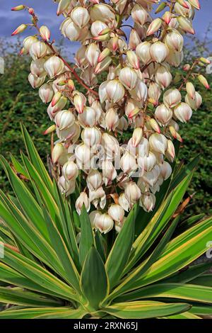 Yucca gloriosa variegata - Spanischer Dolch. Cardiff Bay Barrage . September 2023. Stockfoto