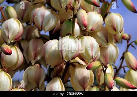 Yucca gloriosa variegata - Spanischer Dolch. Cardiff Bay Barrage . September 2023. Stockfoto