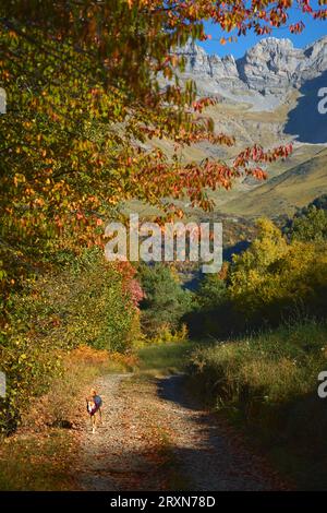 Podenco-Hund, der im Herbst über einen Pfad im Berg spaziert Stockfoto