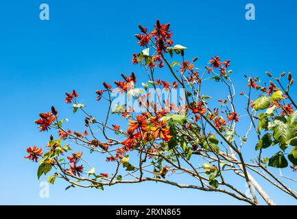 Tigerkralle oder indischer Korallenbaum (Erythrina variegata), Munnar, Kerala, Indien Stockfoto