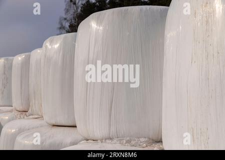 Weiße Kunststoffverpackung für Heu während der Lagerung im Winter, alte schmutzige Heuballen in Kunststoff für die Dauer der Lagerung von Tierfutter Stockfoto