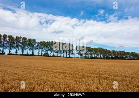 Im Sommer Blick auf die flache Landschaft in der Nähe des Dorfes Buxton mit Lamas in Norfolk England, Großbritannien, mit Ernten im Vordergrund und Bäumen am Horizont. Stockfoto