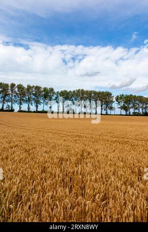 Im Sommer Blick auf die flache Landschaft in der Nähe des Dorfes Buxton mit Lamas in Norfolk England, Großbritannien, mit Ernten im Vordergrund und Bäumen am Horizont. Stockfoto