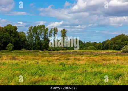 Sommerblick auf die flache Landschaft in der Nähe des Dorfes Lamas in Norfolk England. Stockfoto