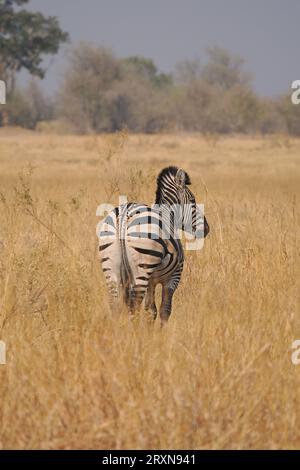 Das Zebra in den Graslandschaften des Okavango-Deltas, Botswana, wo es viele gibt. Stockfoto