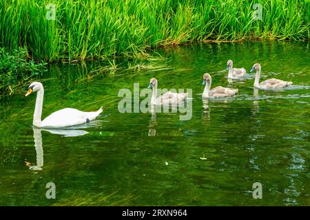 Weißer Schwan mit Zygneten, die auf einem Fluss schwimmen, dessen Flussufer im Hintergrund sichtbar ist. Stockfoto