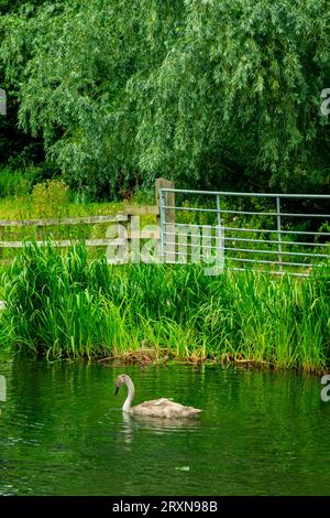 Junger Schwan oder cygnet schwimmt auf einem Fluss mit sichtbarem Flussufer im Hintergrund. Stockfoto