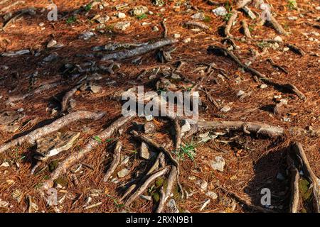 Baumwurzeln, die auf dem Boden im Wald wachsen Stockfoto