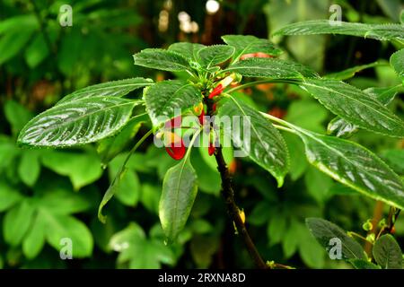 Kongo-Kakadu oder Papageienpflanze (Impatiens niamniamensis) ist eine mehrjährige Pflanze, die im tropischen Afrika beheimatet ist. Stockfoto