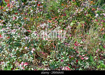 Die Oregon-Traube (Berberis aquifolium oder Mahonia aquifolium) ist ein immergrüner Strauch, der im westlichen Nordamerika beheimatet ist. Stockfoto