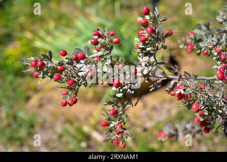 Zumaque Blanco (Rhus albida) ist ein stacheliger Strauch, der in Nordafrika und auf den Kanarischen Inseln Fuerteventura beheimatet ist. Mit Früchten. Stockfoto