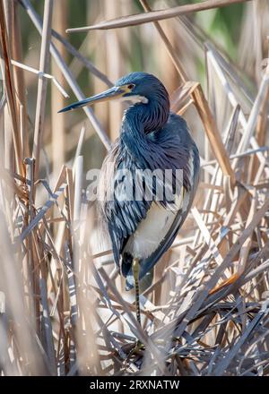 Ein wunderschöner dreifarbiger Reiher fotografiert, während er seine täglichen Aktivitäten der Fütterung, Futtersuche und Jagd auf South Padre Island in Texas ausführte. Stockfoto