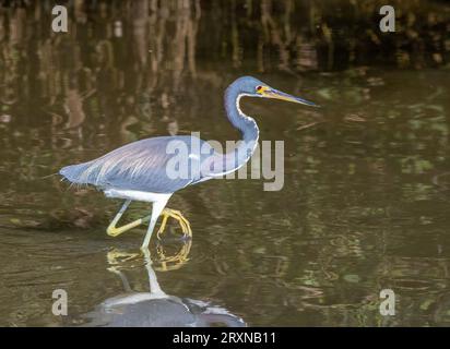 Ein wunderschöner dreifarbiger Reiher fotografiert, während er seine täglichen Aktivitäten der Fütterung, Futtersuche und Jagd auf South Padre Island in Texas ausführte. Stockfoto