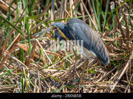 Ein wunderschöner dreifarbiger Reiher fotografiert, während er seine täglichen Aktivitäten der Fütterung, Futtersuche und Jagd auf South Padre Island in Texas ausführte. Stockfoto