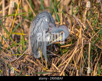 Ein wunderschöner dreifarbiger Reiher fotografiert, während er seine täglichen Aktivitäten der Fütterung, Futtersuche und Jagd auf South Padre Island in Texas ausführte. Stockfoto