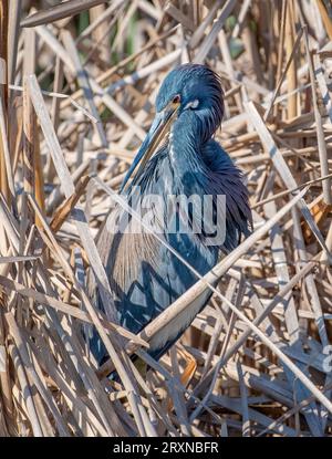 Ein wunderschöner dreifarbiger Reiher fotografiert, während er seine täglichen Aktivitäten der Fütterung, Futtersuche und Jagd auf South Padre Island in Texas ausführte. Stockfoto