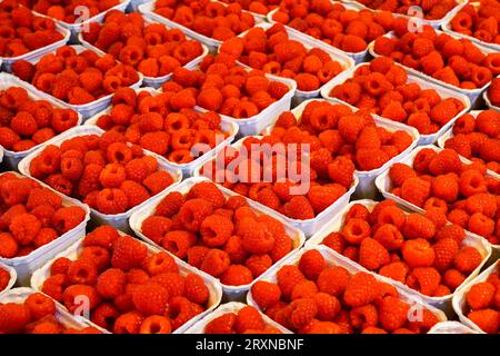 Frische rote Himbeeren in weißen Papierkörben auf einem Stand auf einem Bauernmarkt, symmetrische Ansicht von oben Stockfoto
