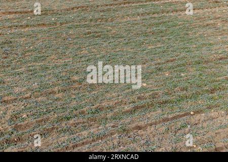 Grüner Weizen bedeckt mit Schnee und Frost im Winter Stockfoto