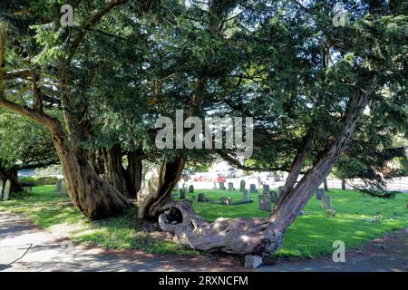 Alte Yew Trees Hawkley Church, Hampshire Stockfoto