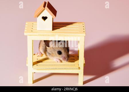 Winzige Maus, die unter einem Tisch hervorblickt Stockfoto