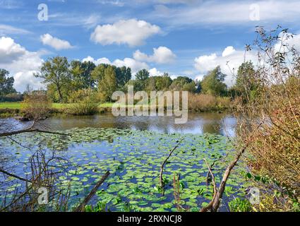 Urdenbacher Kämpe Naturschutzgebiet am Rhein, Düsseldorf, Deutschland Stockfoto