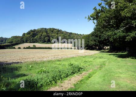 Blick in Richtung Hawkley Hanger vom Dorf Cricket Ground Stockfoto