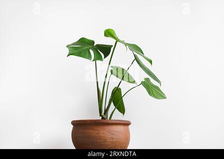 Monstera deliciosa oder Schweizer Käsepflanze in einem Tontopf auf weißem Hintergrund, Nahaufnahme Stockfoto