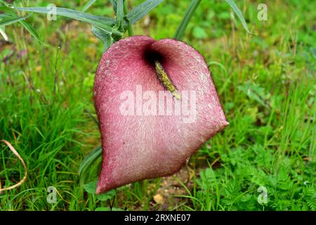 Die Seerose (Helicodiceros muscivorus oder Dracunculus muscivorus) ist eine mehrjährige Pflanze, die auf den baläischen Inseln, Korsika und Sardinien endemisch ist. Ist ein Stockfoto