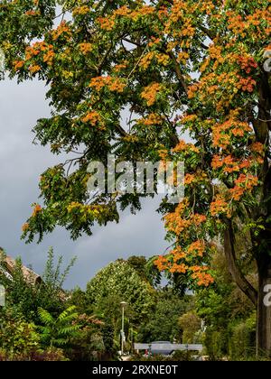 Nijmegen, Niederlande. September 2023. Ein Baum zeigt schließlich einige Ockerfarben. Mit der Ankunft im Herbst an diesem Wochenende können die Menschen warme Temperaturen auf dem Land genießen, indem sie mit dem Fahrrad fahren oder entlang der Deiche und Wälder wandern. Auch landwirtschaftliche Nutztiere genießen die Weide. (Foto: Ana Fernandez/SOPA Images/SIPA USA) Credit: SIPA USA/Alamy Live News Stockfoto