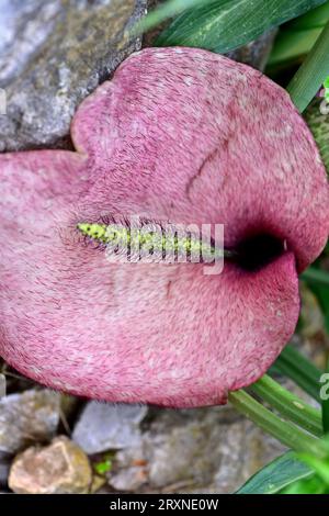 Die Seerose (Helicodiceros muscivorus oder Dracunculus muscivorus) ist eine mehrjährige Pflanze, die auf den baläischen Inseln, Korsika und Sardinien endemisch ist. Ist ein Stockfoto