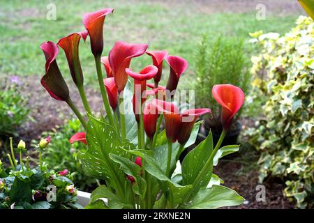 Calla Lily oder Arum Lily (Zantedeschia aethiopica) ist eine rhizomatöse Staudenpflanze, die im südlichen Afrika beheimatet ist. Es ist hoch geschätzt in der Gartenarbeit mit einem Stockfoto