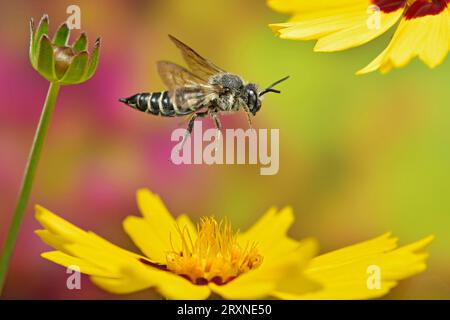 Ungepanzerte, blattschneidende Kuckucksbiene (Coelioxys inermis) im Flug an der Blume des Auges des Mädchens (Coreopsis lanceolata) Stockfoto