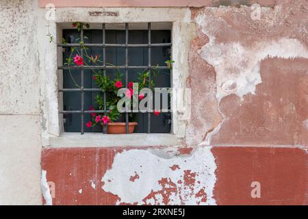 Kleines Fenster mit Gitter und einer Topfblume in Blüte, Venedig, Venetien, Italien Stockfoto